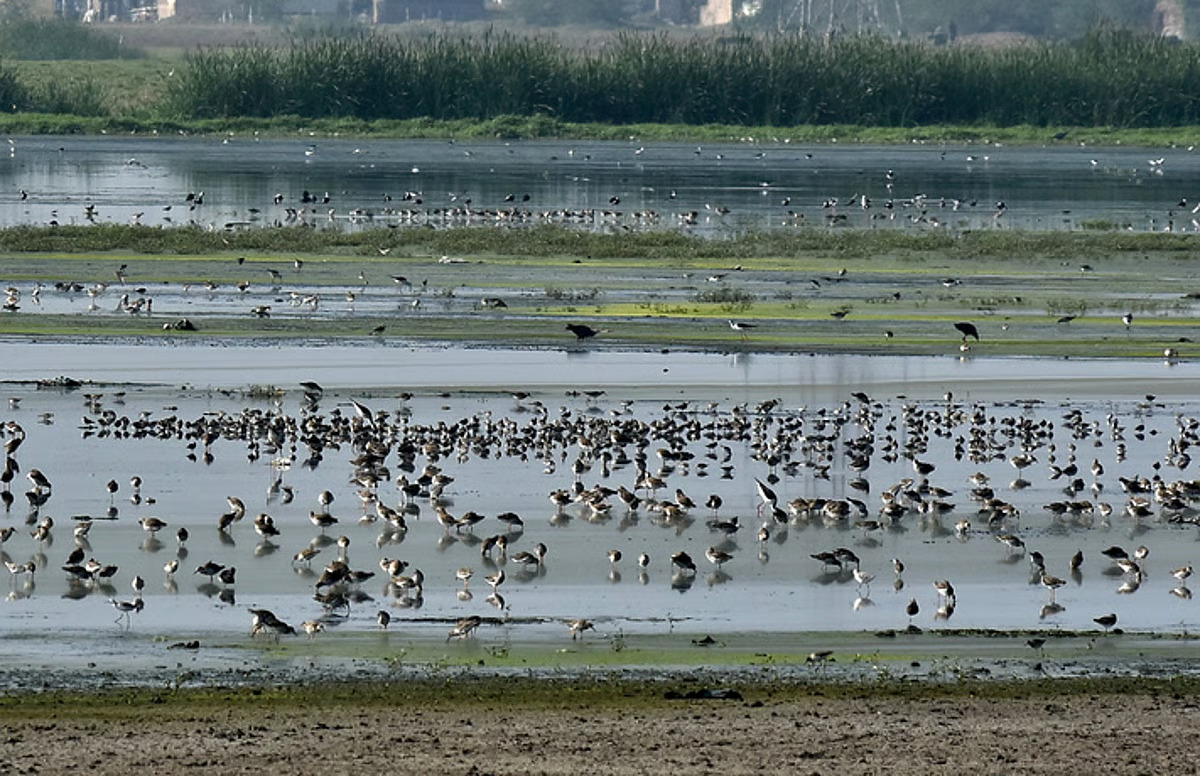 Khichan and Menar wetlands in Rajasthan join global Ramsar list
